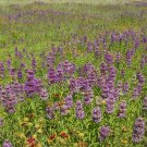 500 seeds monarda / bee balm lemon mint purple heirloom pollinators love non-gmo