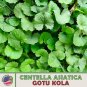 100 gotu kola seeds, centella asiatica, indian pennywort, non-gmo, genuine