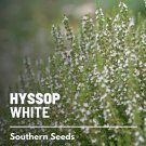 50 seeds hyssop, white - culinary & medicinal herb (hyssopus officinalis)