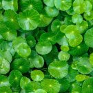 50 seeds spadeleaf edible coinwort centella asiatica gotu kola herb pink flower