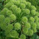 seeds angelica 100 for growing archangelica herb garden culinary