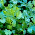 100/200 count/whole slow bolt cilantro seeds/2025/ * [112]