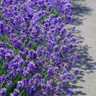 20 seeds dwarf munstead lavender english lavandula angustifolia flower herb