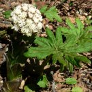 100 seeds arctic sweet coltsfoot petasites frigidus sun shade moist flower herb