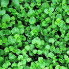 20 seeds corsican mint mentha requienii herb fragrant ground cover flower