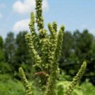 200 red-root amaranth (amaranthus retroflexus) common, tumbleweed non-gmo herb