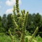 200 red-root amaranth (amaranthus retroflexus) common, tumbleweed non-gmo herb