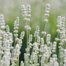 20 seeds white lavender english lavandula angustifolia herb flower