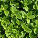100 oregano herb (origanum vulgare) garden seeds, fresh, organic, heirloom