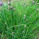 125 chive herb seeds/2025/omega homestead/ * [17]