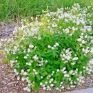 seeds 26new jersey tea herb native wildflower bush shrub shade garden container