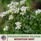 500 mountain mint seeds, pycnanthemum pilosum, native herb, non-gmo, genuine