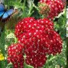 seeds 300 yarrow (achillea millefoliu) golden, red velvet & white variety packs