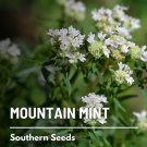 100 seeds mountain mint - medicinal herb gmo (pycnanthemum pilosum)