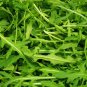 500 seeds ct. rocket arugula herb - non-gmo / heirloom
