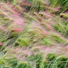 seeds 25 foxtail barley (hordeum jubatum) -ornamental grass ship
