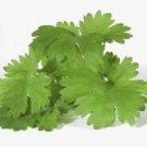 1000 seeds cilantro / corriander chinese parsley coriandrum sativum herb