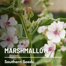 50 seeds marshmallow (althaea officinalis), ancient herbal medicine -