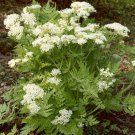 20 seeds perennial sweet cicely herb zone 3-