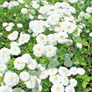 200 feverfew snowball seeds, tanacetum parthenium floro pleno