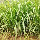 seeds 100lemongrass west indian culinary herb perennial plant