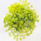 seeds 20 dill / bouquet dill, non-gmo - fresh herb for garden (2025)