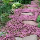 seeds 10,000 creeping thyme herb thymus serpyllum groundcover heirloom flower 2g