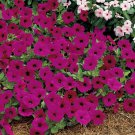 20 seeds ~ tidal wave purple * trailing petunia pelleted