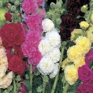 seeds 25 summer carnival mix hollyhock | non-gmo