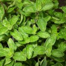 seeds 2,000 greek true oregano medicinal perennial herb origanum hirtum non-gmo
