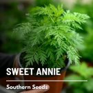 50 seeds sweet annie - medicinal herb gmo (artemisia annua)