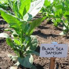 1000 seeds black sea samsun tobacco ~ heirloom oriental / turkish