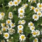 2000 roman chamomile seeds, ground cover teas medical non-gmo heirloom ship