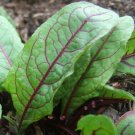 2021 seeds sorrel seeds- blood-veined- heirloom green- 200 $1.69 max