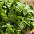 fenugreek (organic) - herb seeds_ 1.gram