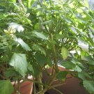 seeds pogostemon heyneanus indian patchouli herb