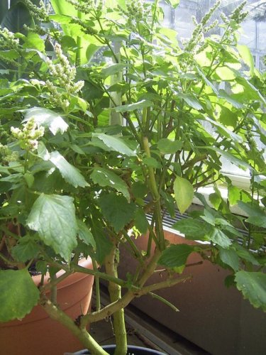 seeds pogostemon heyneanus indian patchouli herb