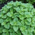 100 seeds lesser calamint (calamintha nepeta) | non-gmo