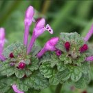 seeds 50 henbit herb (lamium amplexicaule) medicinal organic 03/2025 harvest