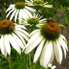 40 seeds white swan coneflowers echinacea purpurea alba~beautifully fragranced