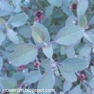 30 seeds quilquina herb seed (porophyllum ruderale ssp. ruderale)