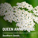 seeds queen anne's lace - heirloom floral design & medicinal herb (da