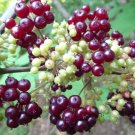 25 seeds american spikenard aralia racemosa native perennial