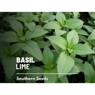250 basil, lime - seeds, heirloom herb (ocimum basilicum)