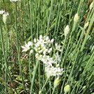 seeds 250 garlic chive - michigan, grown organic, heirloom, and non-gmo