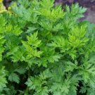 seeds 100 mugwort - chinese moxa (ai-ye) artemisia vulgaris tcm plant
