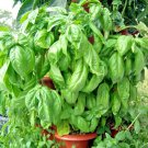 seeds 301italian large leaf basil organic herb summer garden patio container