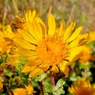 200 puget sound gumweed, seeds, grindelia, medicinal herb, wildflower