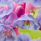 25 seeds virginia bluebells true blue & pink mertensia virginica flower
