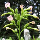 1000 seeds ainaro tobacco ~ dark sun cured heirloom non-gmo nicotiana tabacum